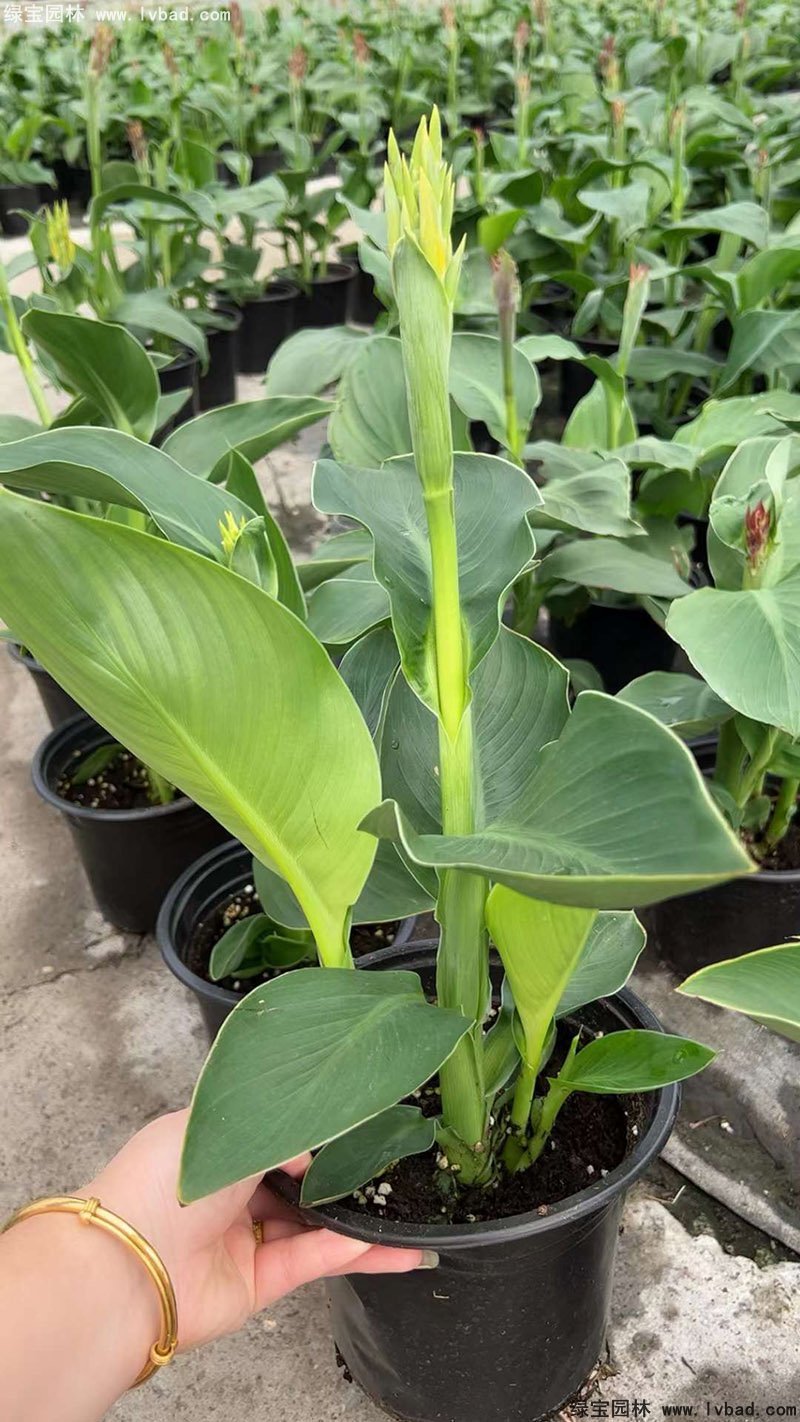 矮生美人蕉袋苗盆栽花鏡觀賞花草植物熱帶花卉