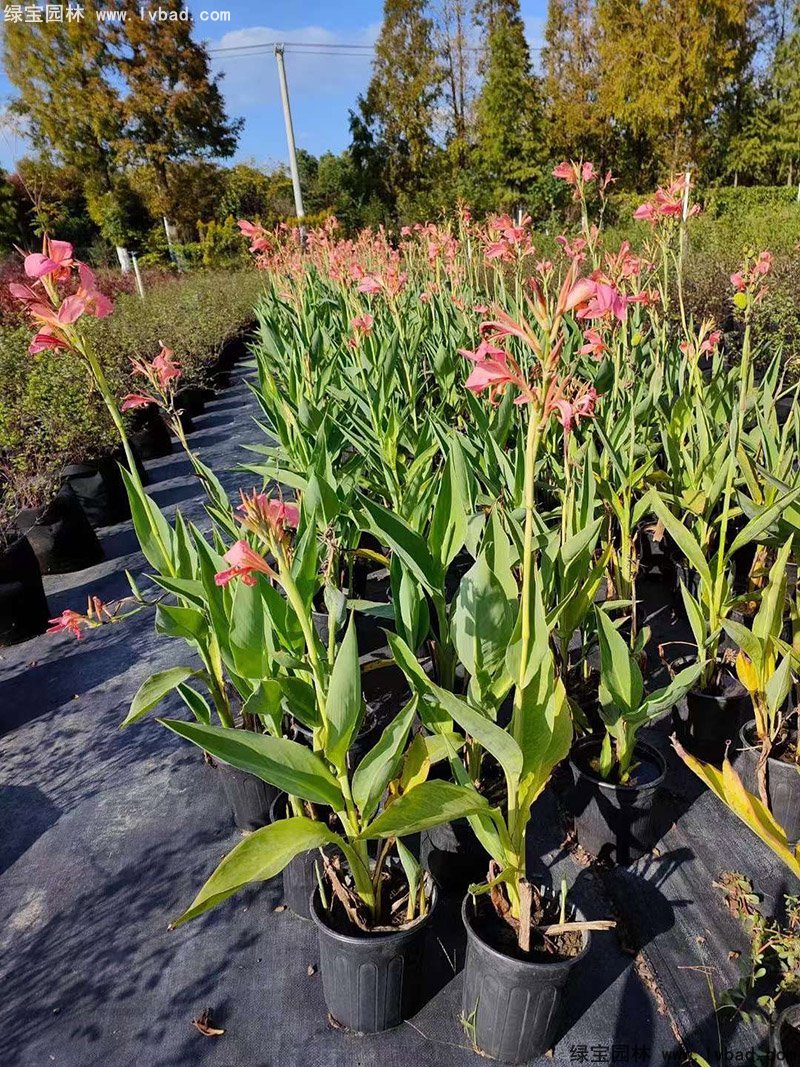 矮生美人蕉袋苗盆栽花鏡觀賞花草植物熱帶花卉