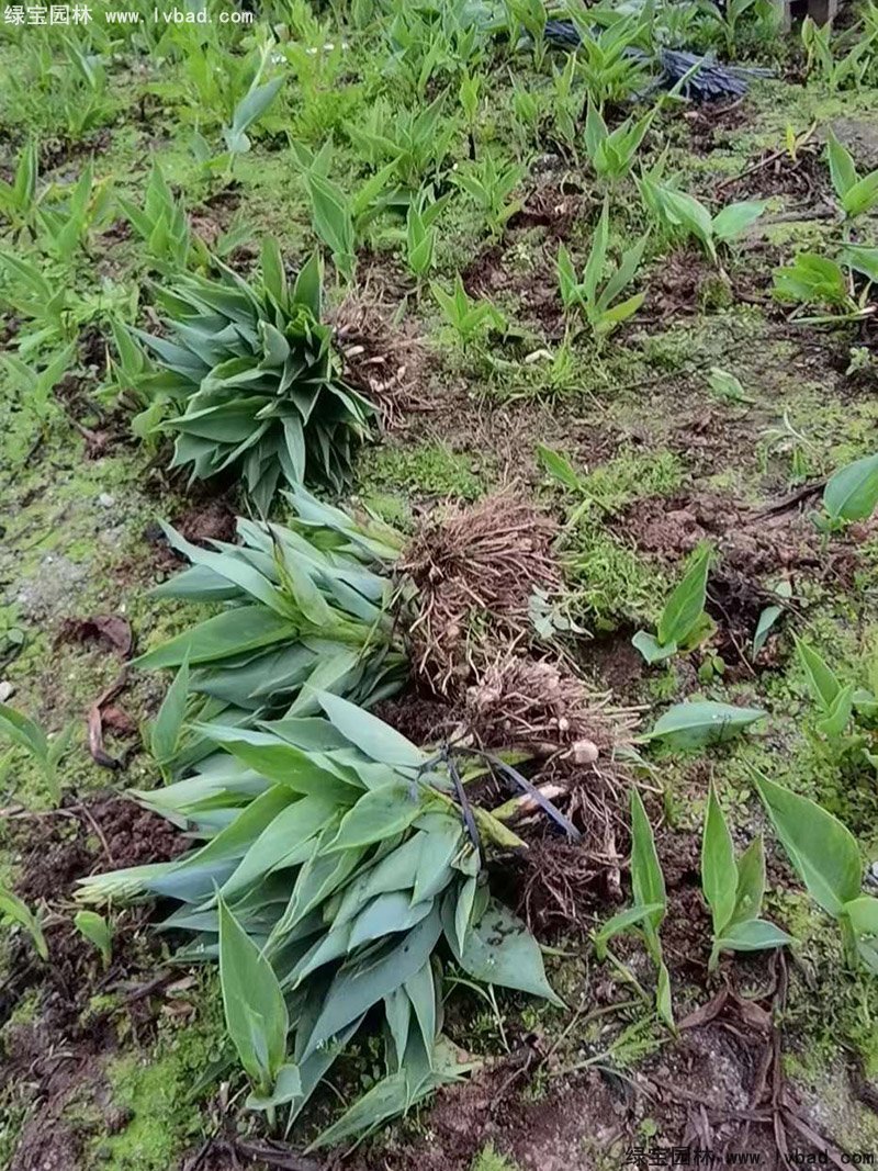 矮生美人蕉袋苗盆栽花鏡觀賞花草植物熱帶花卉