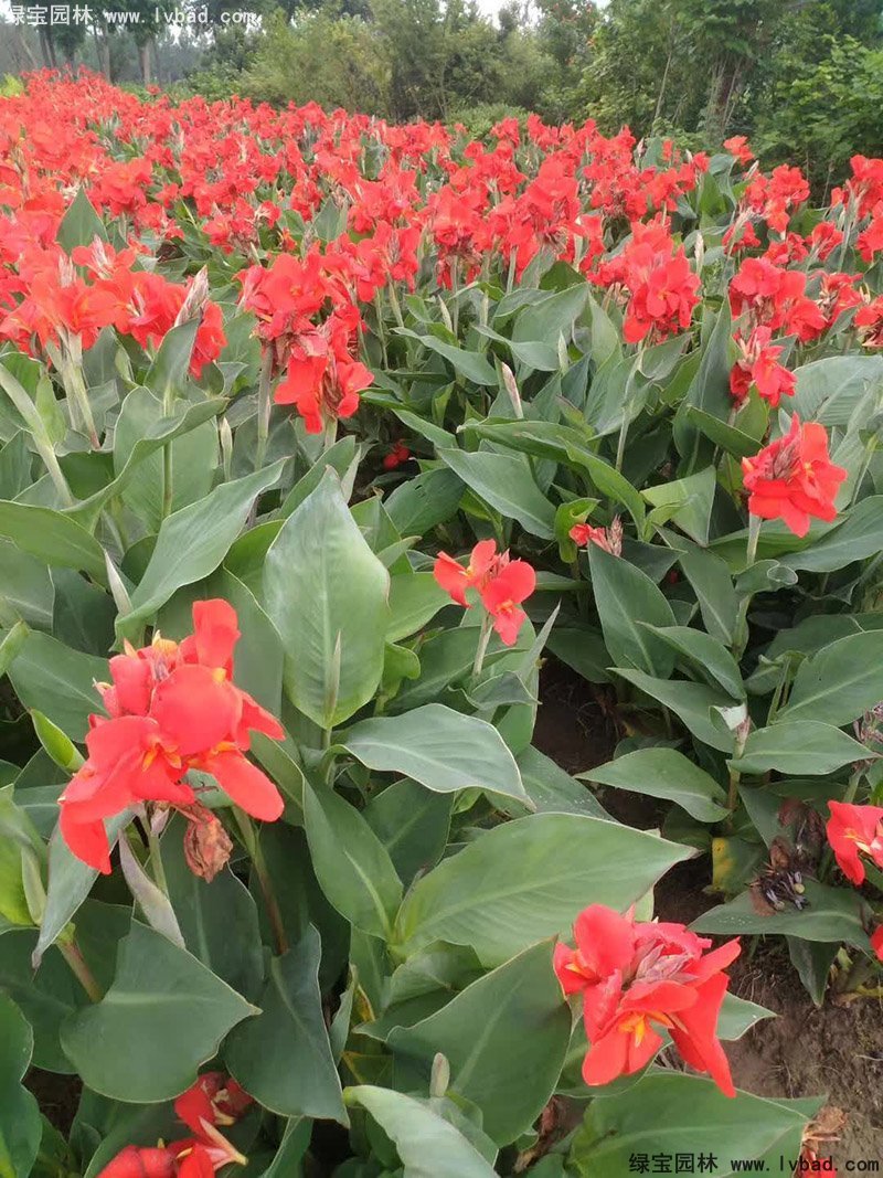 矮生美人蕉袋苗盆栽花鏡觀賞花草植物熱帶花卉