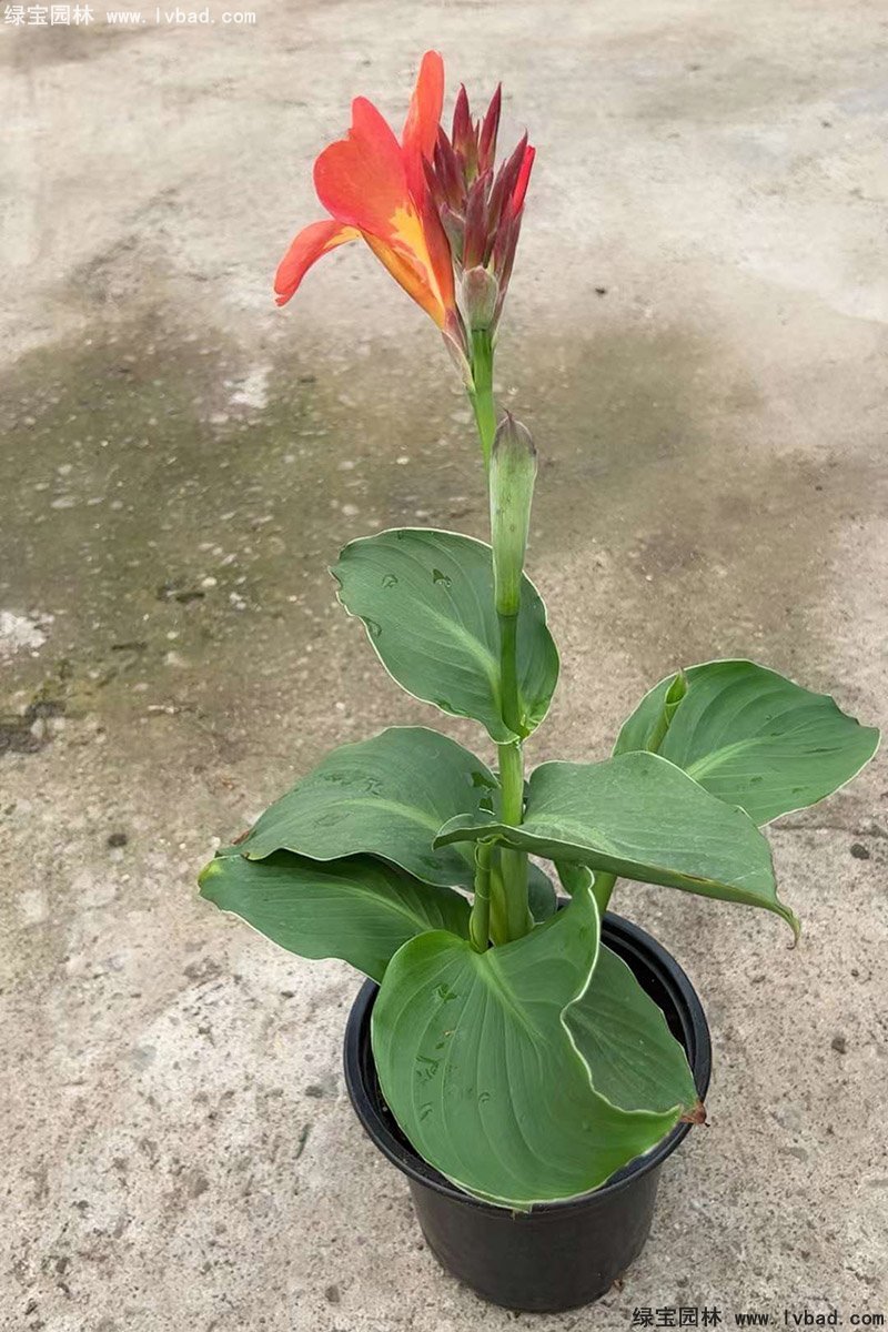 矮生美人蕉袋苗盆栽花鏡觀賞花草植物熱帶花卉