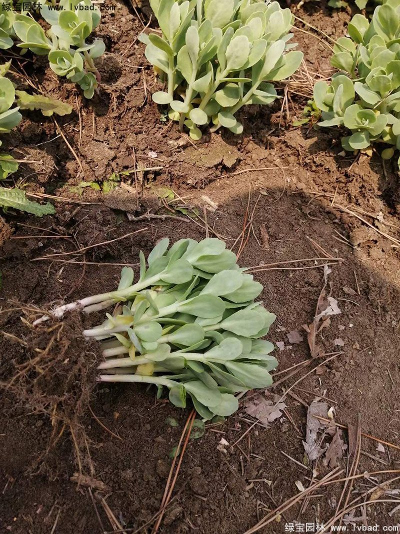 八寶景天多年生宿根草本多漿花鏡植物耐寒花卉