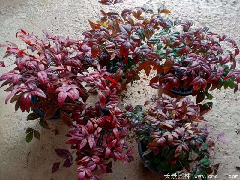 火焰<a href='http://www.wuzhouwash.com/linmuzhongzi/1772.html' target='_blank'>南天竹</a>