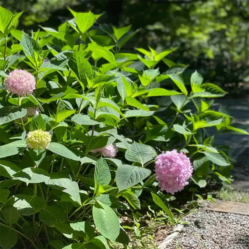 <a href='http://www.wuzhouwash.com/dibeiguanmu/3511.html' target='_blank'>八仙花</a>