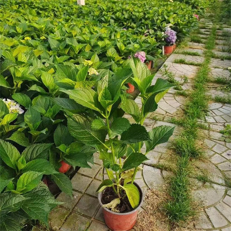 八仙花