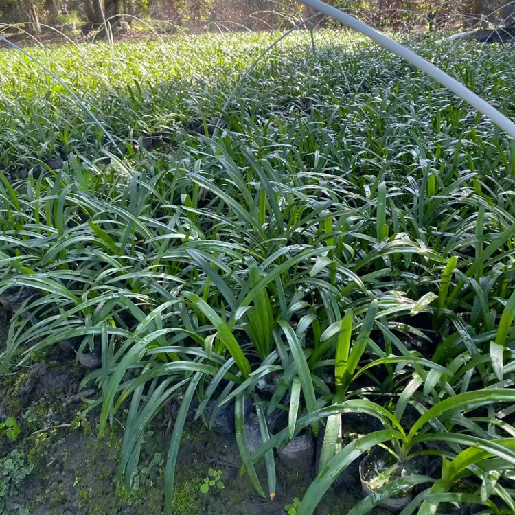百子蓮容器苗 來(lái)自綠寶園林