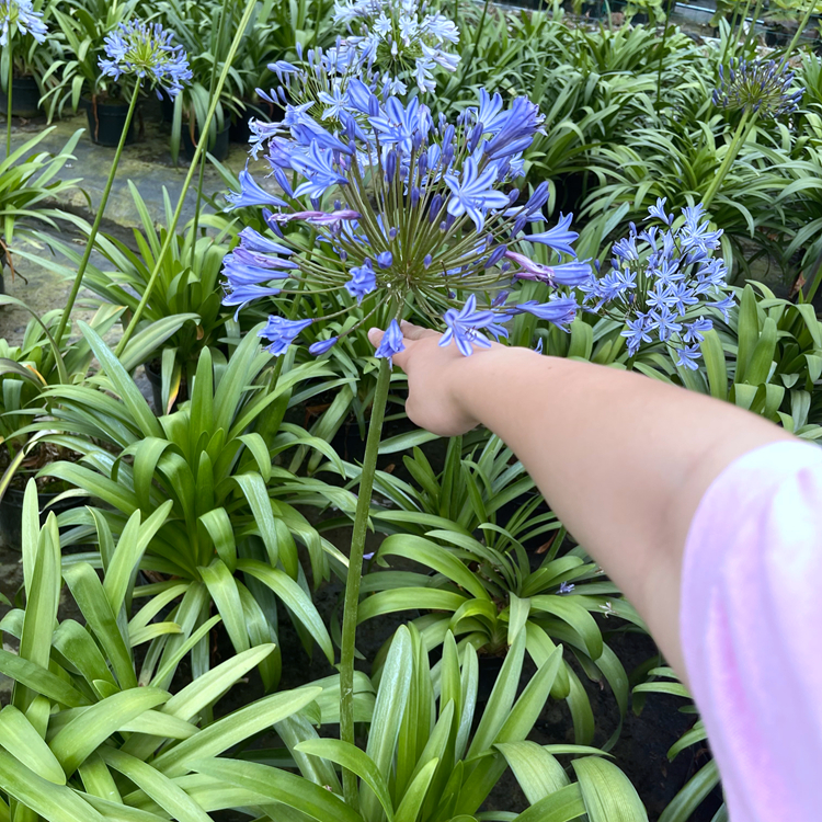 百子蓮容器苗 來(lái)自綠寶園林