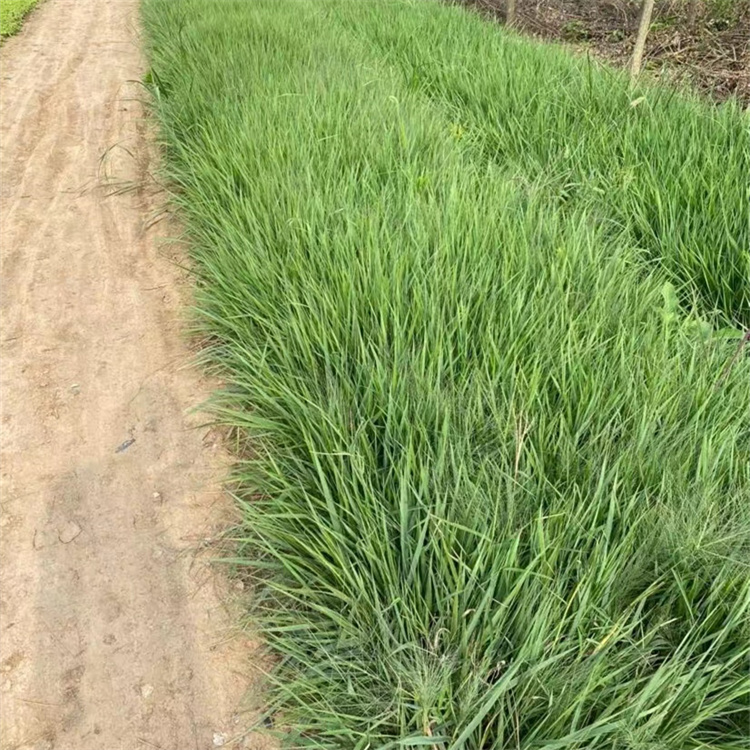 畫眉草