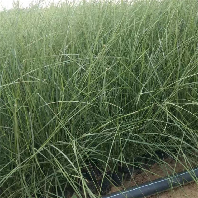 畫眉草