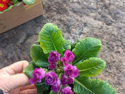報(bào)春花容器苗