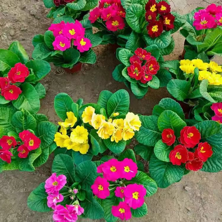 報春花容器苗