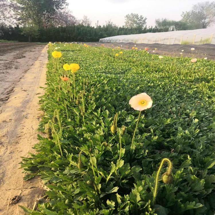 冰島虞美人苗盆栽容器苗開花狀態(tài)