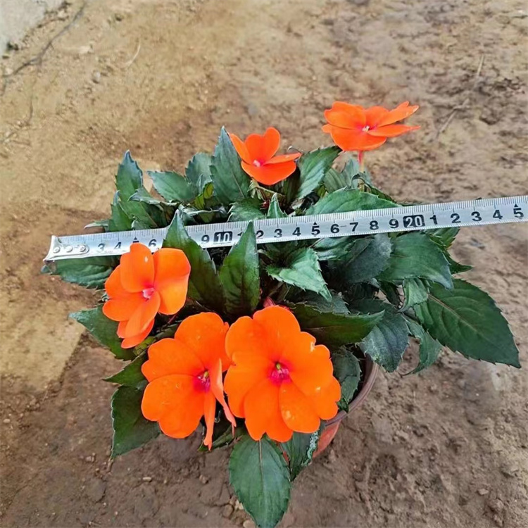 橙色<a href='http://www.wuzhouwash.com/caohuazhongzi/1051.html' target='_blank'>鳳仙花</a>容器苗盆栽苗