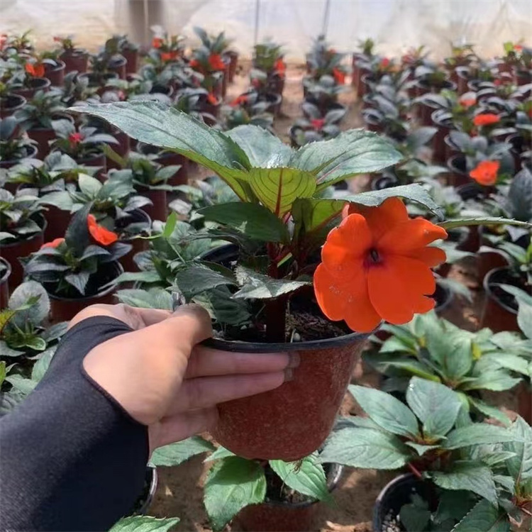橙色<a href='http://www.wuzhouwash.com/caohuazhongzi/1051.html' target='_blank'>鳳仙花</a>容器苗盆栽苗