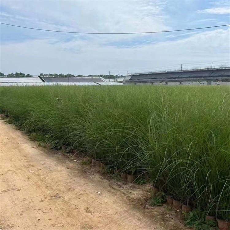 晨光芒容器苗盆栽苗觀賞芒草