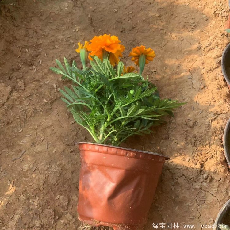 橙色<a href='http://www.wuzhouwash.com/caohuazhongzi/1575.html' target='_blank'>孔雀草</a>容器苗