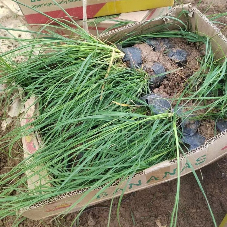 小布尼狼尾草容器苗