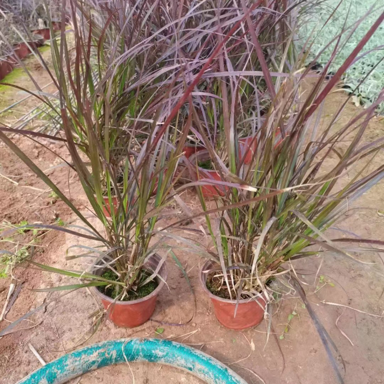 紫葉<a href='http://www.wuzhouwash.com/mucaozhongzi/1687.html' target='_blank'>狼尾草</a>容器苗