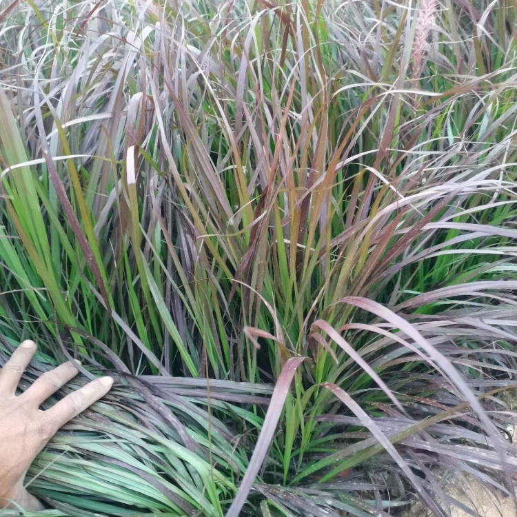 紫葉<a href='http://www.wuzhouwash.com/mucaozhongzi/1687.html' target='_blank'>狼尾草</a>容器苗