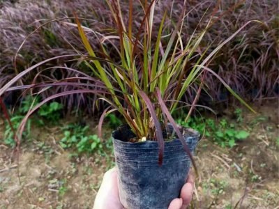 紫葉狼尾草容器苗