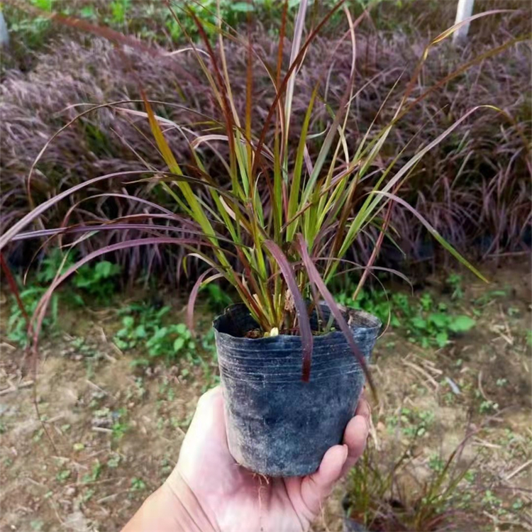 紫葉<a href='http://www.wuzhouwash.com/mucaozhongzi/1687.html' target='_blank'>狼尾草</a>容器苗