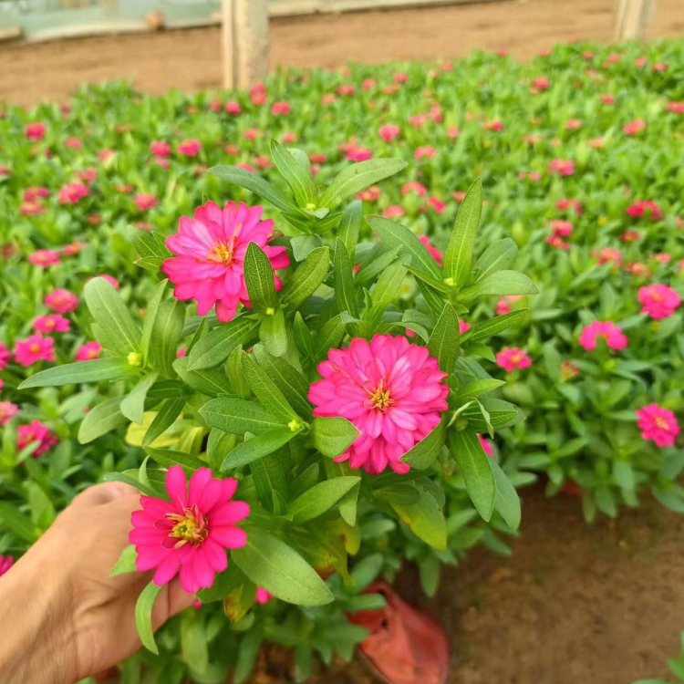 <a href='http://www.wuzhouwash.com/caohuazhongzi/1020.html' target='_blank'>百日草</a>