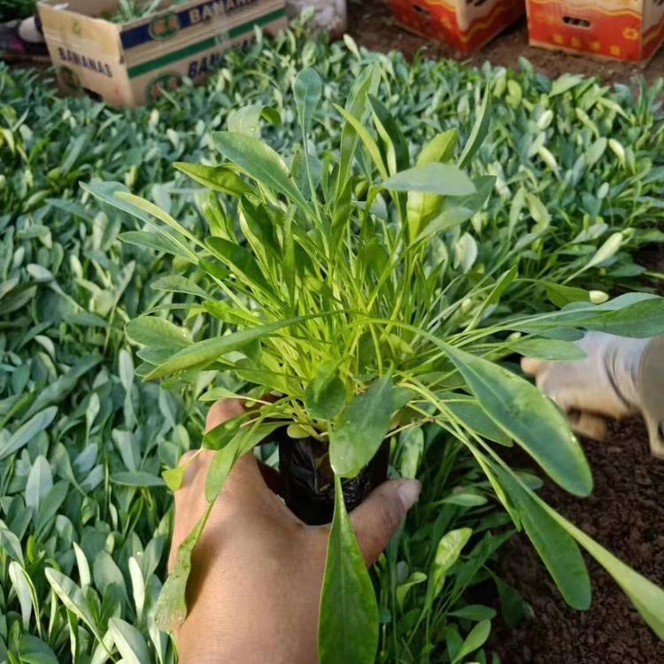 <a href='http://www.wuzhouwash.com/caohuazhongzi/1568.html' target='_blank'>金雞菊</a>