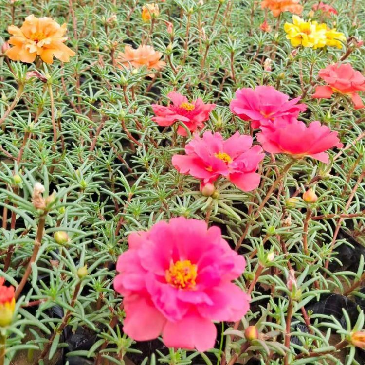 <a href='http://www.wuzhouwash.com/caohuazhongzi/16045.html' target='_blank'>太陽花</a>