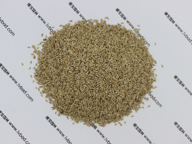狗牙根<a href='http://www.wuzhouwash.com/' target='_blank'>種子</a>圖片