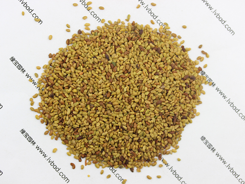 紫花<a href='http://www.wuzhouwash.com/mucaozhongzi/5.html' target='_blank'>苜蓿</a><a href='http://www.wuzhouwash.com/' target='_blank'>種子</a>