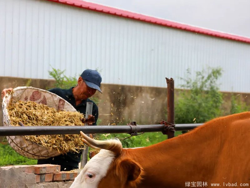 紫花<a href='http://www.wuzhouwash.com/mucaozhongzi/5.html' target='_blank'>苜蓿</a>青貯發(fā)酵后投喂