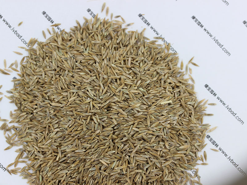 <a href='http://www.wuzhouwash.com/caopingzhongzi/1667.html' target='_blank'>高羊茅</a><a href='http://www.wuzhouwash.com/' target='_blank'>種子</a>