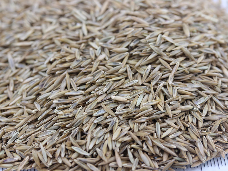 <a href='http://www.wuzhouwash.com/caopingzhongzi/1667.html' target='_blank'>高羊茅種子</a>