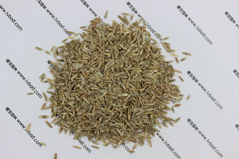 <a href='http://www.wuzhouwash.com/caopingzhongzi/1666.html' target='_blank'>多年生黑麥草種子</a>