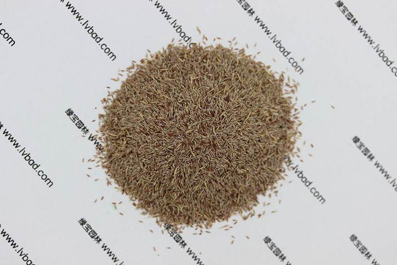 <a href='http://www.wuzhouwash.com/caopingzhongzi/1670.html' target='_blank'>剪股穎種子</a>