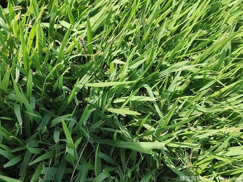 結(jié)縷草草坪