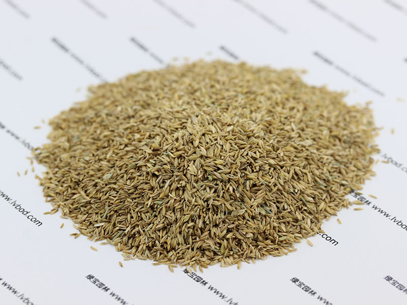 <a href='http://www.wuzhouwash.com/caopingzhongzi/1679.html' target='_blank'>早熟禾</a><a href='http://www.wuzhouwash.com/' target='_blank'>種子</a>