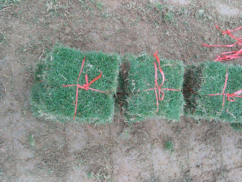 <a href='http://www.wuzhouwash.com/caopingzhongzi/3258.html' target='_blank'>馬尼拉草坪</a>