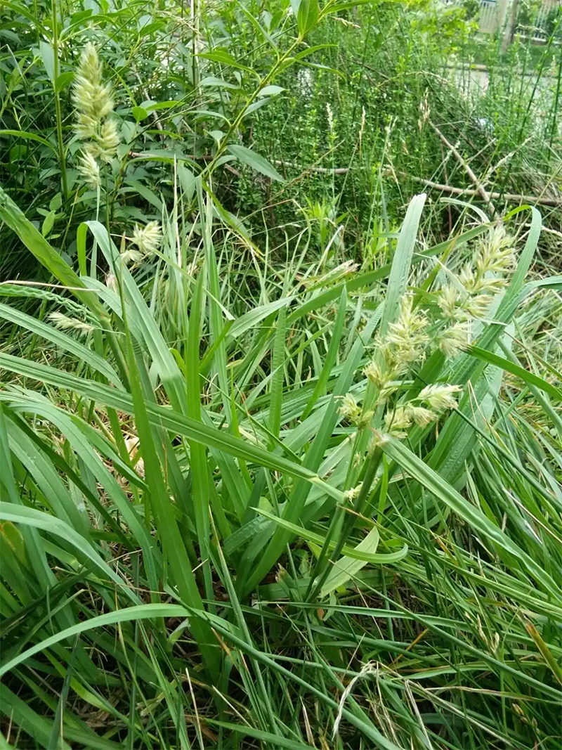 <a href='http://www.wuzhouwash.com/mucaozhongzi/8.html' target='_blank'>鴨茅草</a>葉子和穗