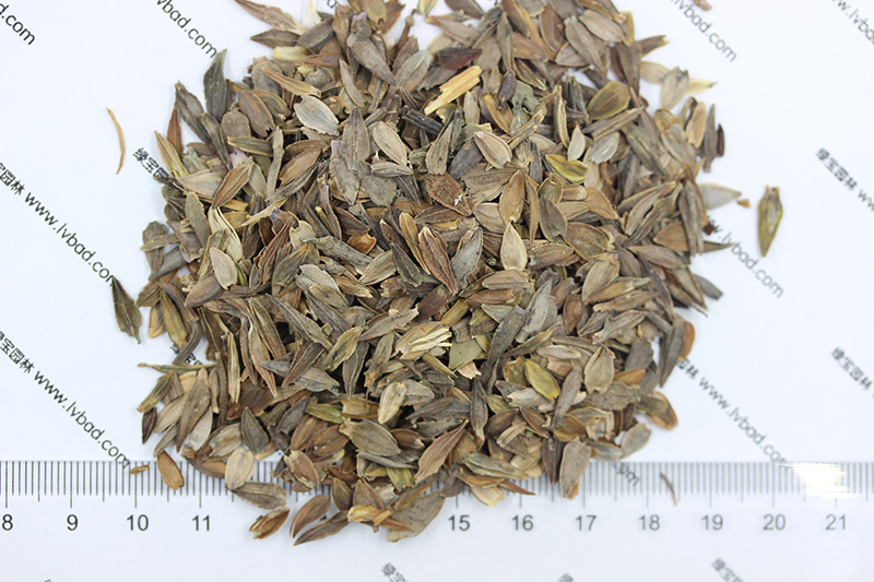 <a href='http://www.wuzhouwash.com/caohuazhongzi/1020.html' target='_blank'>百日草種子</a>