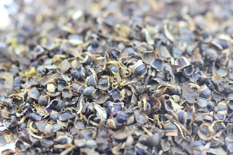 金雞菊<a href='http://www.wuzhouwash.com/' target='_blank'>種子</a>