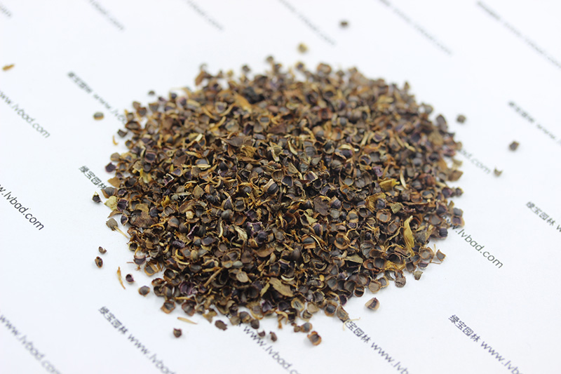 金雞菊<a href='http://www.wuzhouwash.com/' target='_blank'>種子</a>