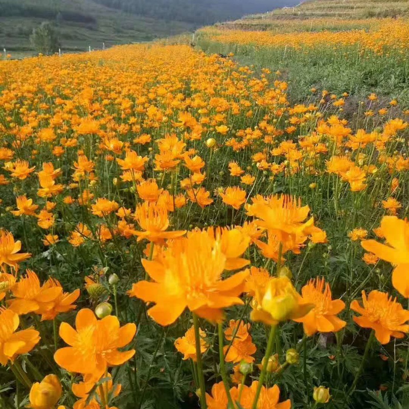 硫華菊花朵花海大面積