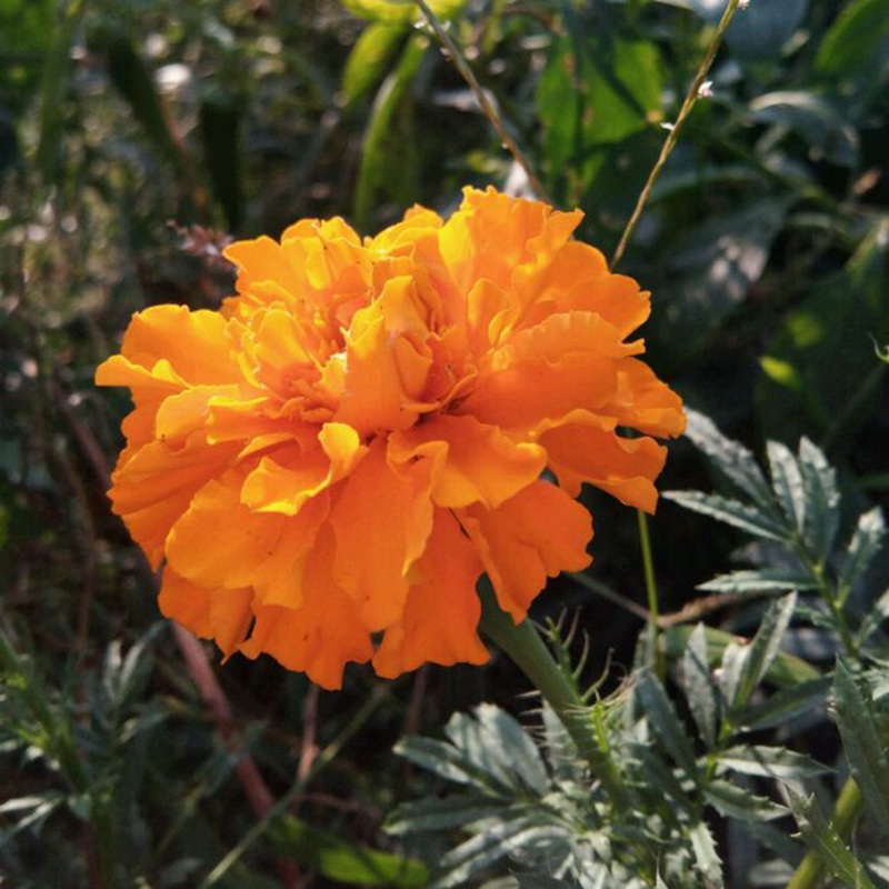 <a href='http://www.wuzhouwash.com/caohuazhongzi/1631.html' target='_blank'>萬壽菊</a>