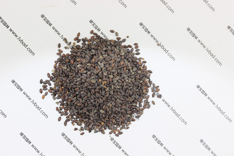 <a href='http://www.wuzhouwash.com/caohuazhongzi/1626.html' target='_blank'>鼠尾草種子</a>