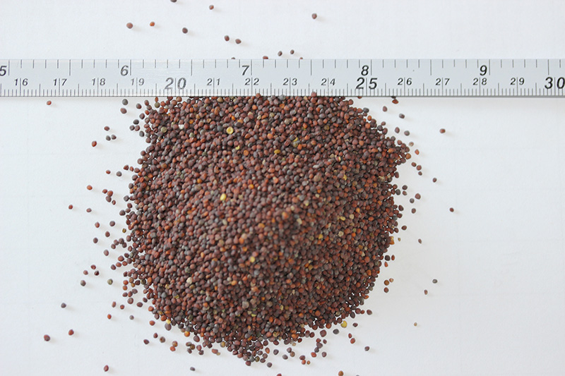 <a href='http://www.wuzhouwash.com/caohuazhongzi/17855.html' target='_blank'>油菜種子</a>