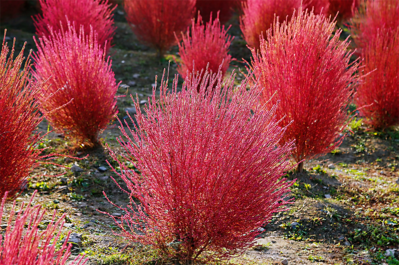 <a href='http://www.wuzhouwash.com/caohuazhongzi/16600.html' target='_blank'>紅葉地膚</a>植株圖片