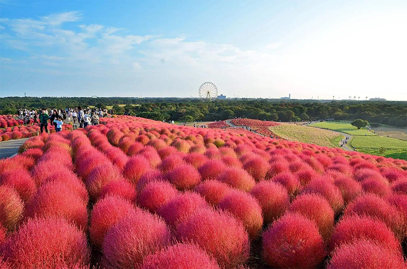 紅葉<a href='http://www.wuzhouwash.com/caohuazhongzi/1041.html' target='_blank'>地膚</a>植株圖片