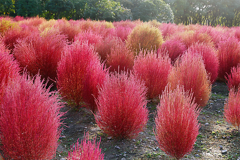 <a href='http://www.wuzhouwash.com/caohuazhongzi/16600.html' target='_blank'>紅葉地膚</a>植株圖片