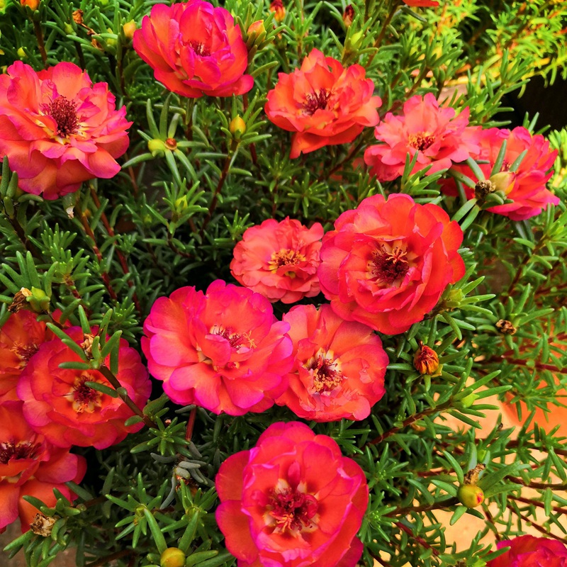 <a href='http://www.wuzhouwash.com/caohuazhongzi/16045.html' target='_blank'>太陽花種子</a>